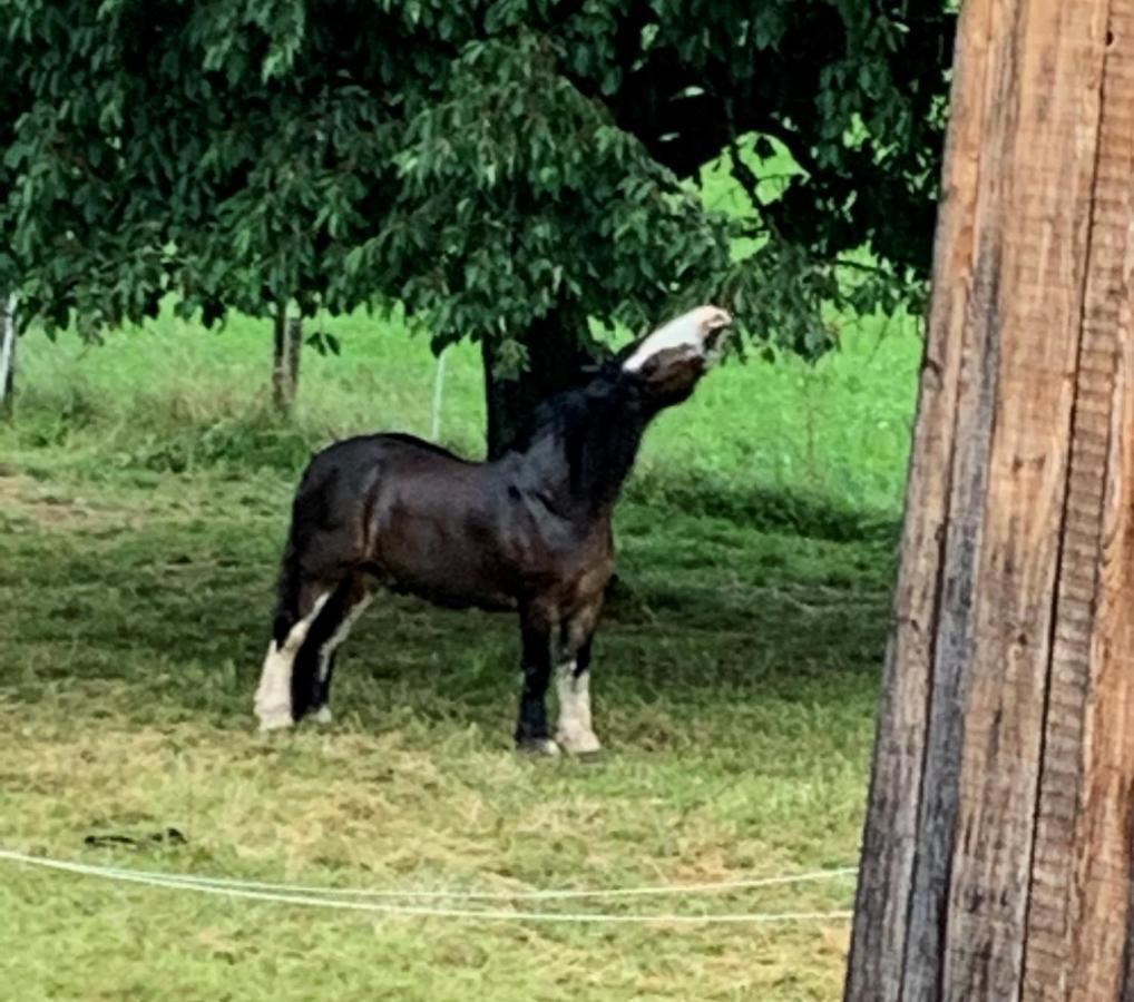 Au Pre Des Chevaux Bed & Breakfast Chateau-d'Oex Luaran gambar